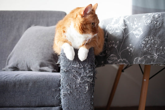 Warum ein Kratzbaum für Dich und Deine Katze unverzichtbar ist - Tipps und Tricks für makelloses Mobiliar (und glückliche Katzen)
