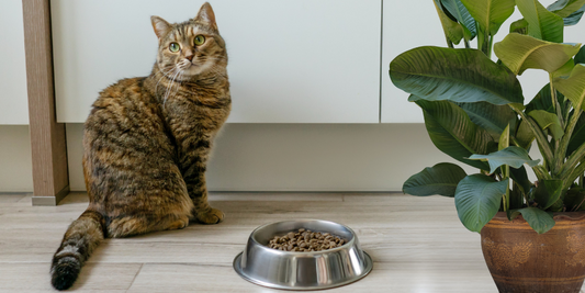 Hilfe, meine Katze mäkelt! Was tun? Die 25 ultimativen Tipps