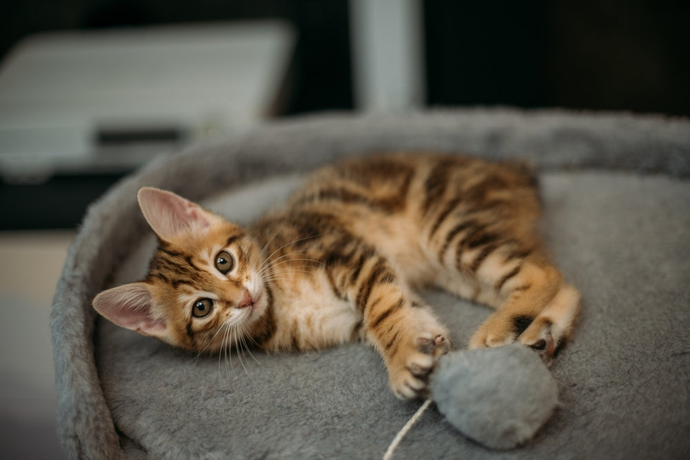 Katzen beschäftigen: Kreative Ideen für Zuhause