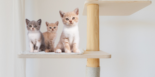 Kratzbaum für Kitten kaufen - worauf achten?