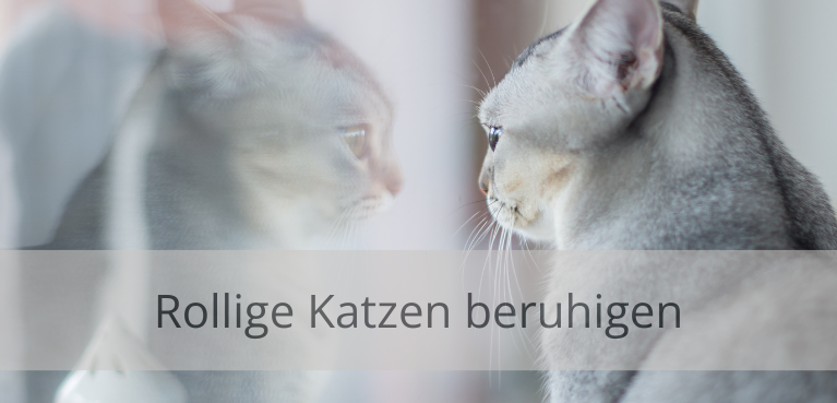 Rollige Katzen beruhigen mit Wattestäbchen- Die Methode einfach erklärt