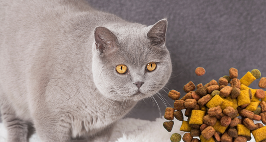 Übergewicht bei Katzen: Mit dieser Tabelle erkennst und hilfst du