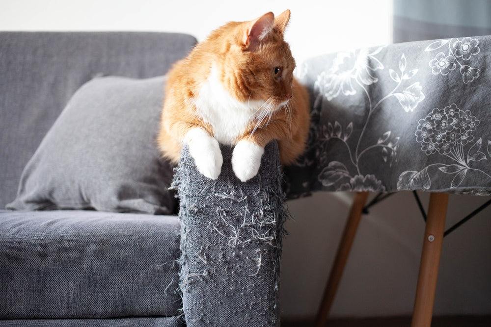 Warum ein Kratzbaum für Dich und Deine Katze unverzichtbar ist - Tipps und Tricks für makelloses Mobiliar (und glückliche Katzen)