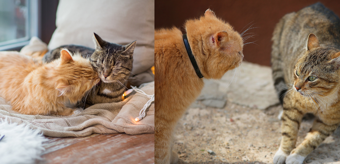 Zwei Kater, zwei Katzen oder Kater und Katze zusammen halten - geht das?