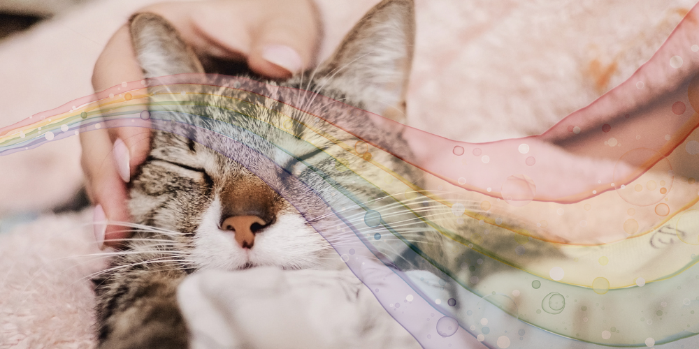 Regenbogenbrücke für Katzen: Abschied nehmen, wenn die Katze stirbt