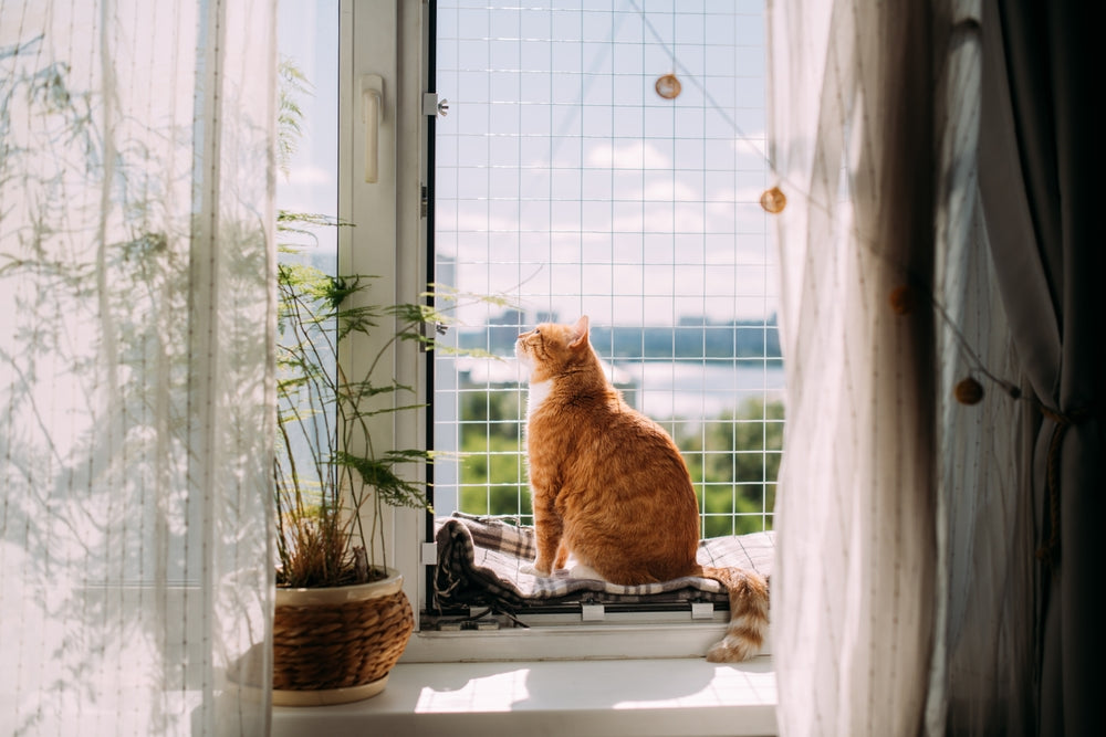 Wohnung katzensicher machen - die ultimative Checkliste
