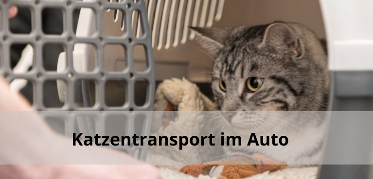 Katze im Auto transportieren - aber sicher!