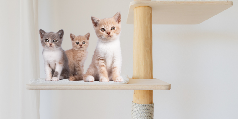 Kratzbaum für Kitten kaufen - worauf achten?