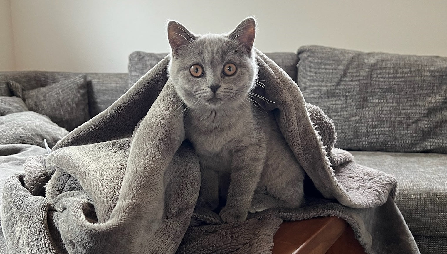 Eine Katze zieht ein: alles rund um die Erstausstattung für Katzen