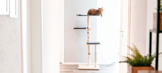 Der perfekte Entspannungsort für deine Katze: Ein Leitfaden zur Auswahl von Premium-Katzenmöbeln