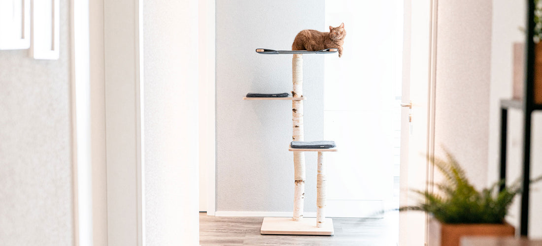 Der perfekte Entspannungsort für deine Katze: Ein Leitfaden zur Auswahl von Premium-Katzenmöbeln