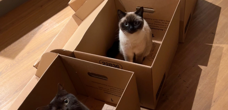 Nachhaltige Katzenhaltung von A bis Z: kleine Änderungen mit großer Wirkung