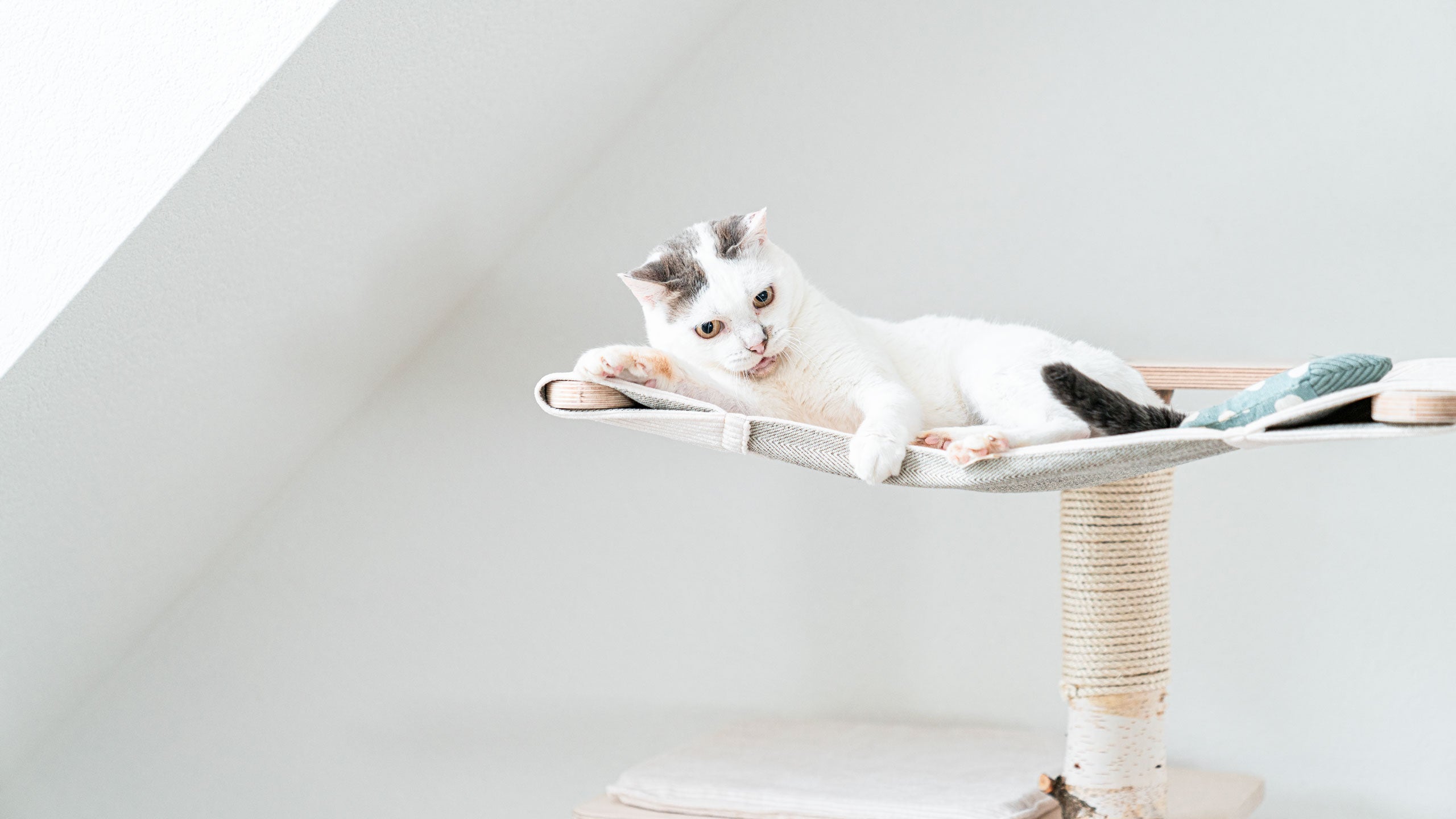 RELAX – Katzen-Hängematte aus Birke