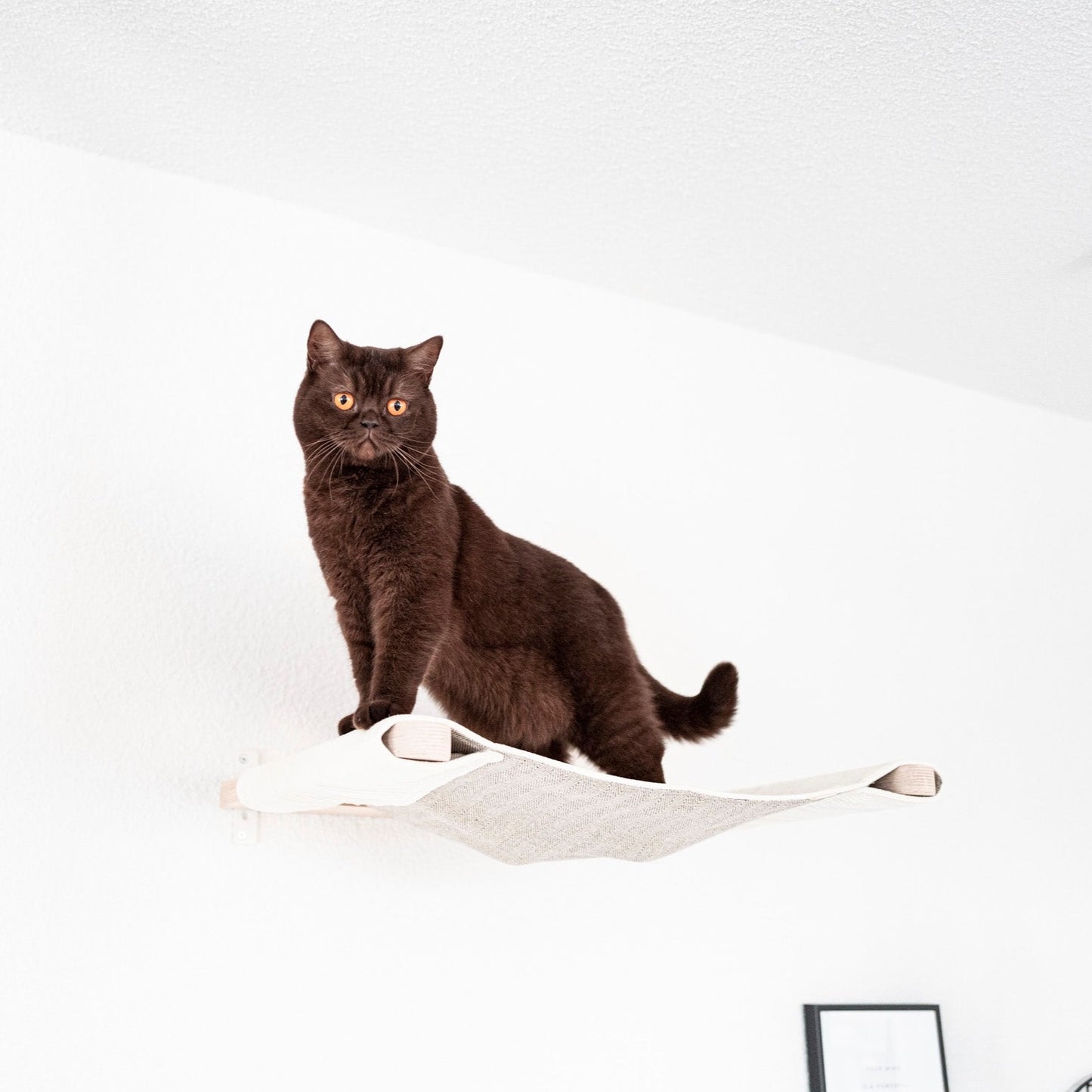 katzen hängematte Katzen Hängematte für die Wand – CADO