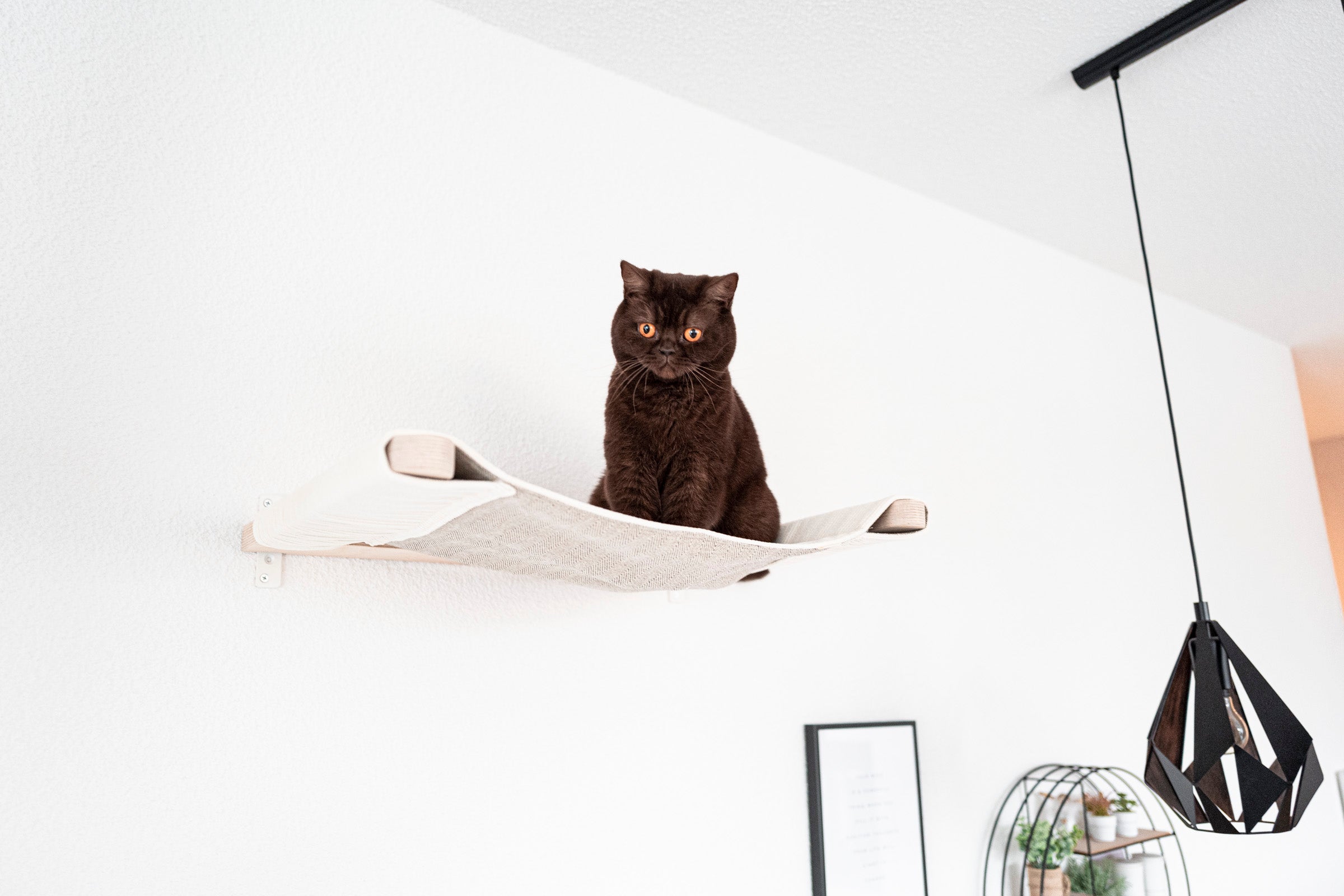 Katze sitzt in der durchhängenden Katzen-Hängematte für die Wand – stabil bis 8 kg