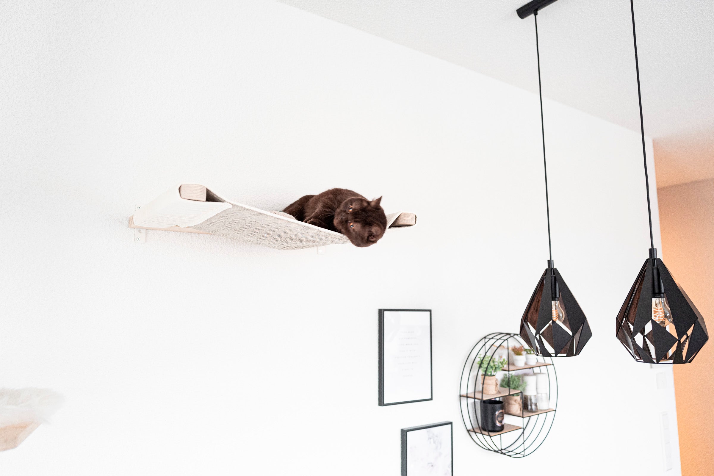 Katze liegt entspannt in der Wandhängematte für Katzen aus Birke im modernen Wohnzimmer