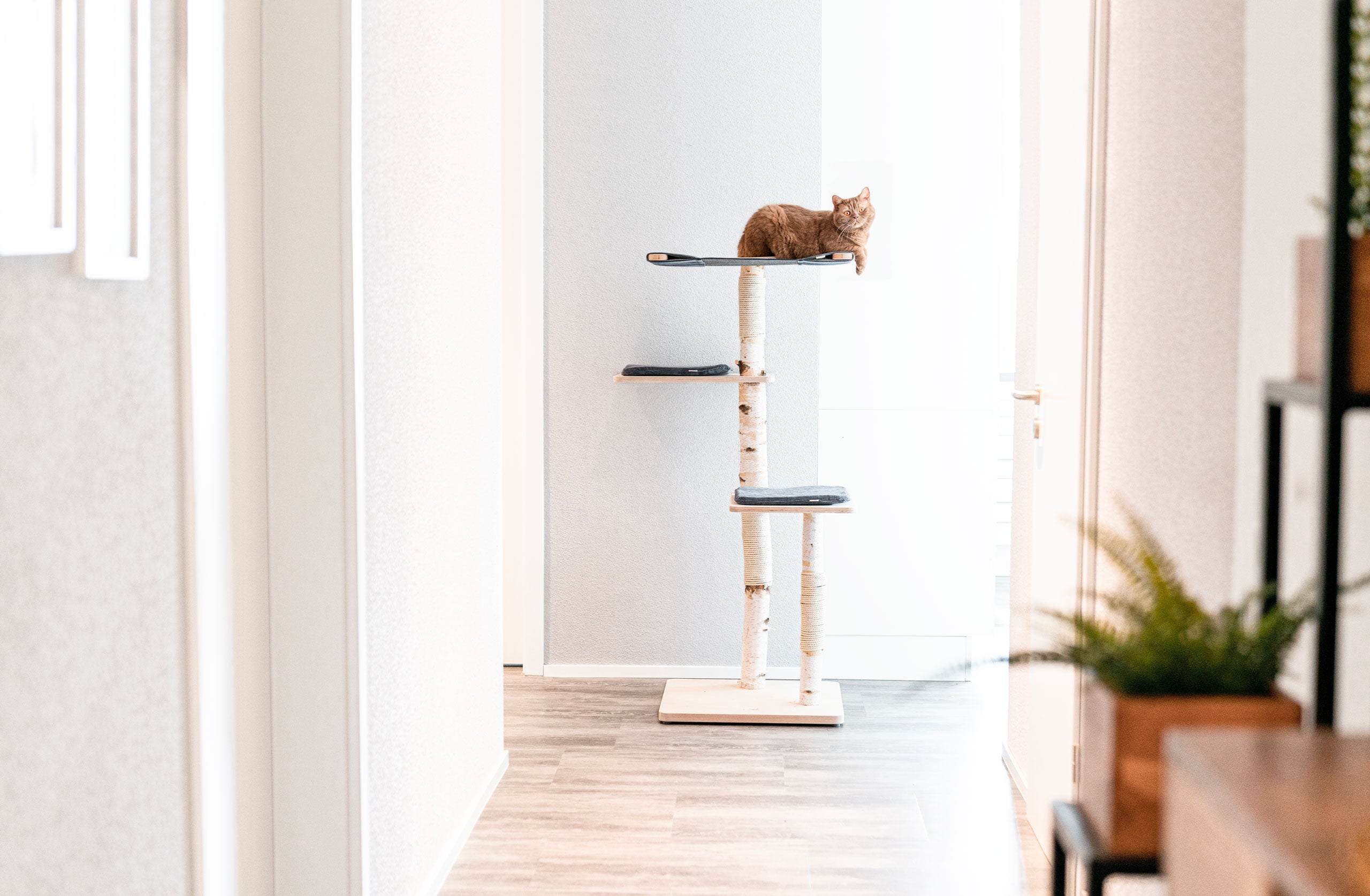 Natur Kratzbaum Birke Pure 3 - Natürlicher Kratzbaum für Katzen