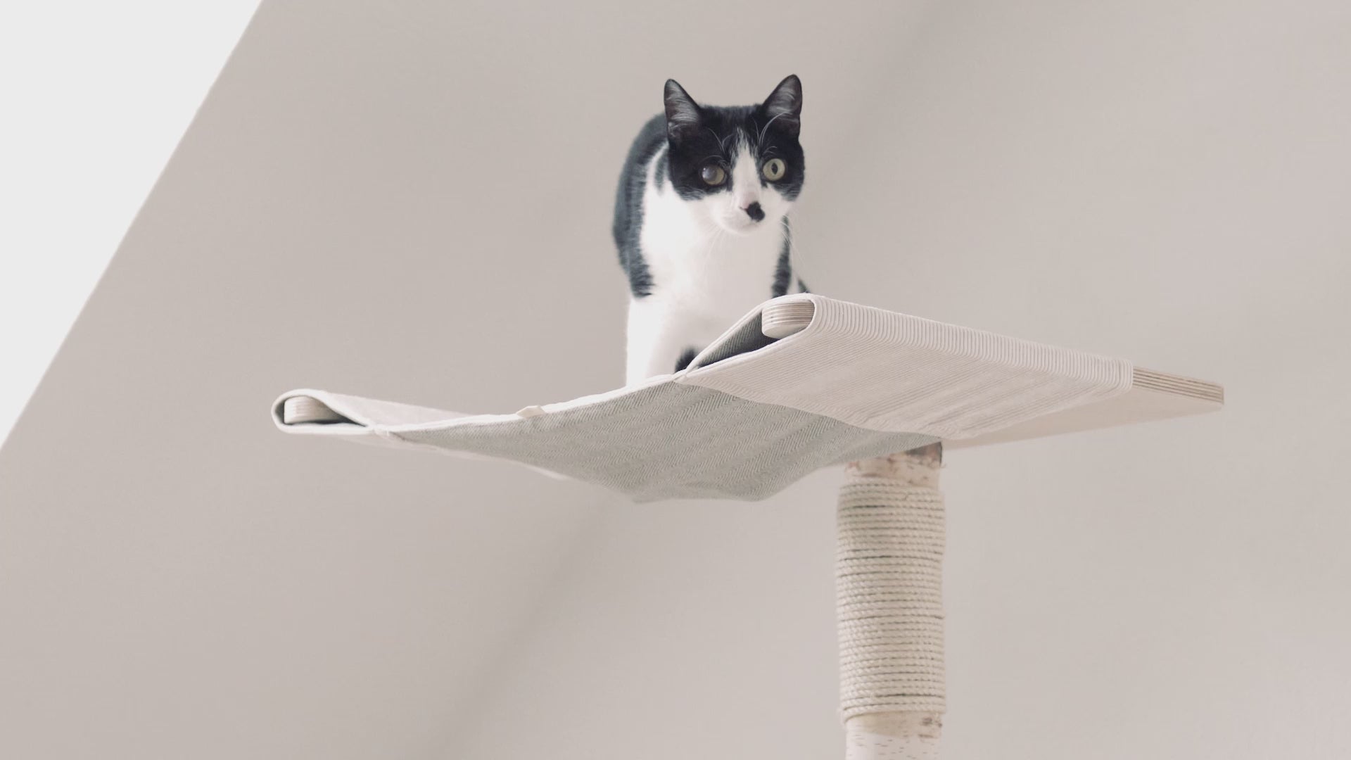Video: Katze auf der Hängematte eines CADO-Kratzbaums